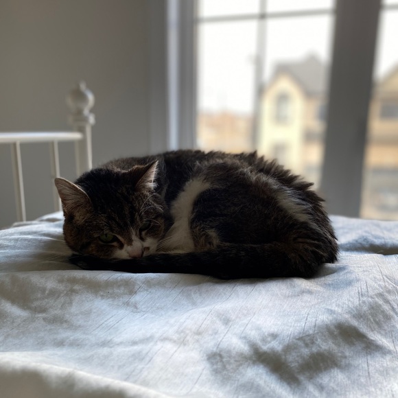 Meet your Posher, David - Picture 1 of 1